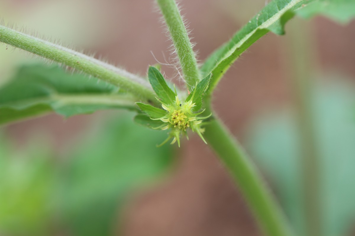 Acanthospermum hispidum DC.